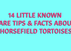 14 Horsefield Tortoise Facts Infographic