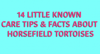 14 Horsefield Tortoise Facts Infographic