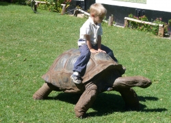 How do I Take Care of my New Pet Tortoise?