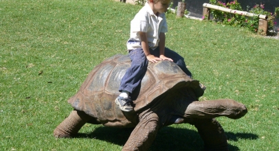 How do I Take Care of my New Pet Tortoise?
