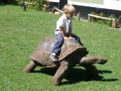 How do I Take Care of my New Pet Tortoise?