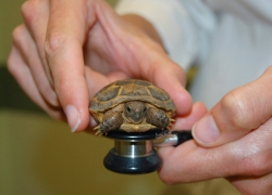 Should I Take My Tortoise Pet to the Veterinarian?