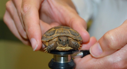 Should I Take My Tortoise Pet to the Veterinarian?
