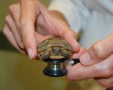 Should I Take My Tortoise Pet to the Veterinarian?