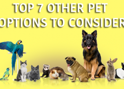 Top 7 Other Pet Options to Consider