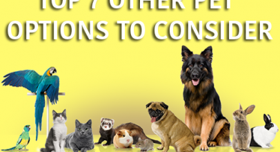 Top 7 Other Pet Options to Consider