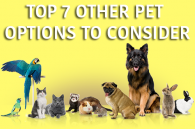 Top 7 Other Pet Options to Consider