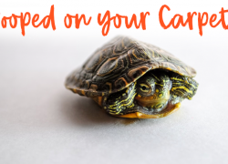 What to Do When Your Tortoise Has Pooped on Your Carpet