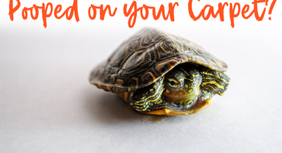 What to Do When Your Tortoise Has Pooped on Your Carpet