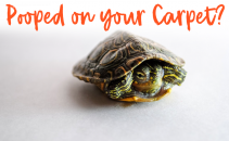 What to Do When Your Tortoise Has Pooped on Your Carpet