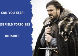 Can you keep Horsefield Tortoises outside?